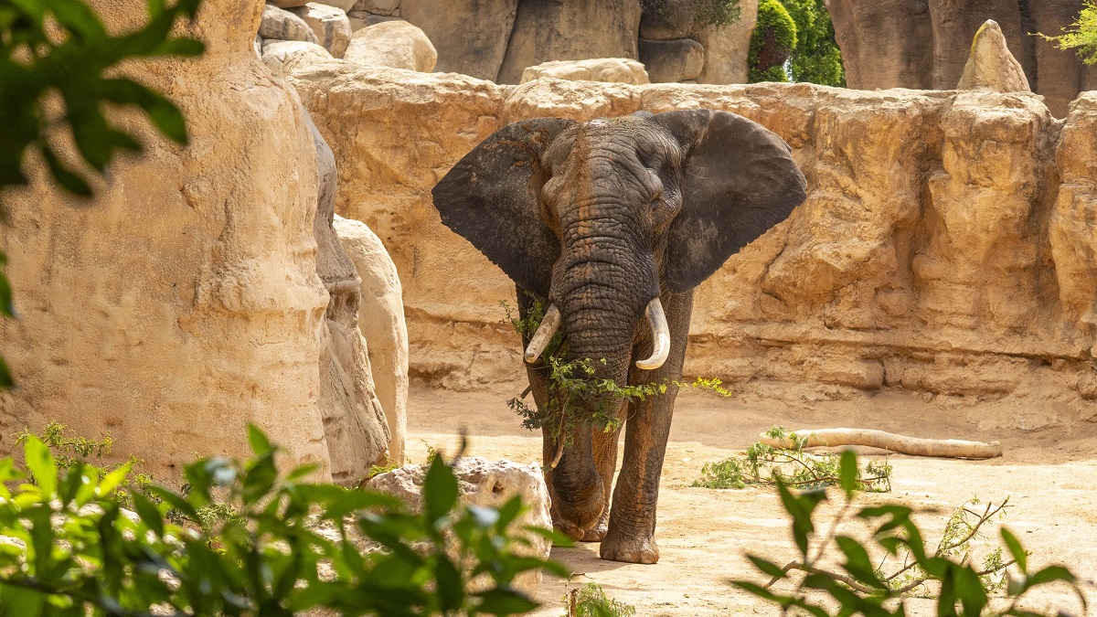 Tooth, el nuevo macho de elefante de BIOPARC Valencia comienza a explorar la sabana